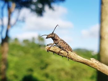 Close-up of lizard on tree branch