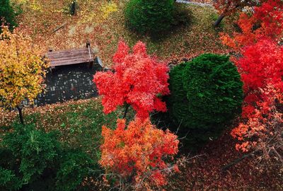 Red ivy growing on tree during autumn