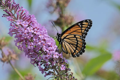 Viceroy butterfly