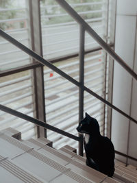 Dog sitting on staircase