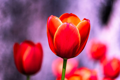 Close-up of red tulip