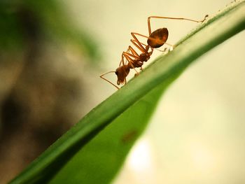 Close-up of insect on plant