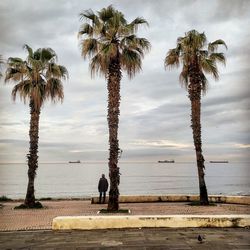 Palm trees on beach against sky