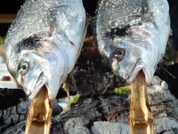 Close-up of fish