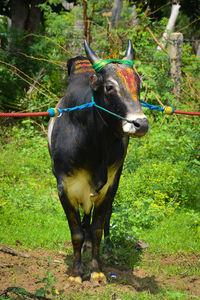 Horse standing in a field