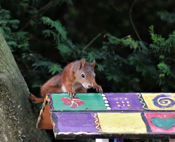 Close-up of squirrel on tree