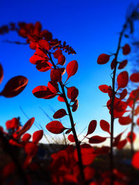 Close-up of plant against blue sky