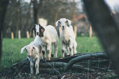 Lambs on field