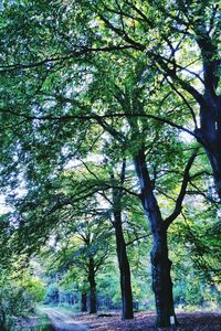 Low angle view of trees