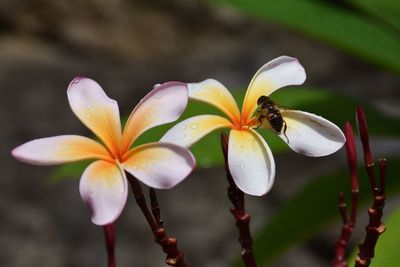 Close-up of insect on white flowering plant