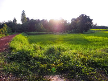 Scenic view of land against clear sky