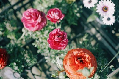 High angle view of flowers blooming outdoors on sunny day