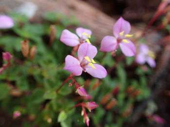 Close-up of pink flowering plant