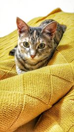 Close-up portrait of a cat