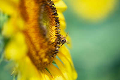 Close-up of bee pollinating on flower