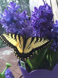 Close-up of butterfly on purple flowers