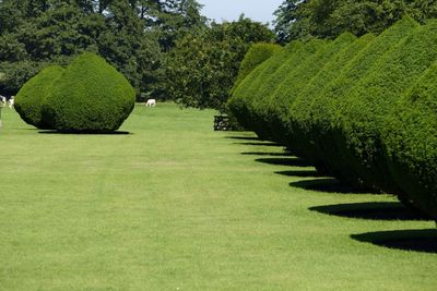 Green grass in lawn with clipped bushes