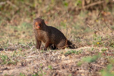 Close-up of squirrel on field