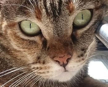 Close-up portrait of cat