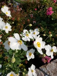 Close-up of fresh white flowers blooming in park