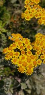 flowering plant