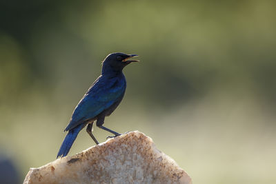 Close-up of bird perching on rock