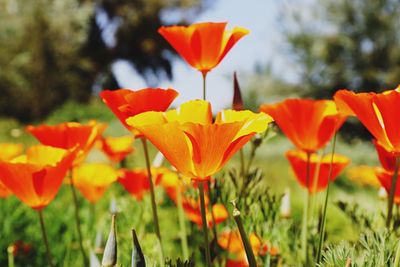 Close-up of orange flowering plants on field
