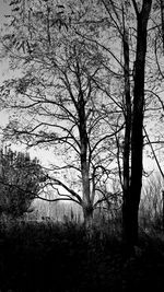 Silhouette trees against sky