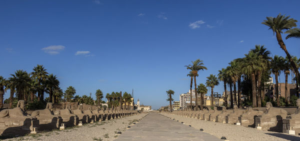 Panoramic view of palm trees against sky