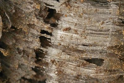 Close-up of tree trunk