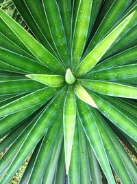 Detail shot of palm leaf