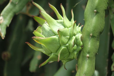Closeup shot of pitahaya fruits
