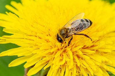 Close-up of bee pollinating on yellow flower