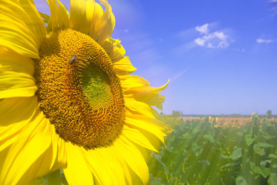 Close-up of sunflower on field against sky