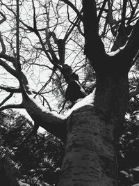 Low angle view of bare trees