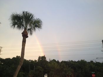 Low angle view of palm trees at sunset
