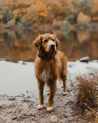 Portrait of dog standing on field