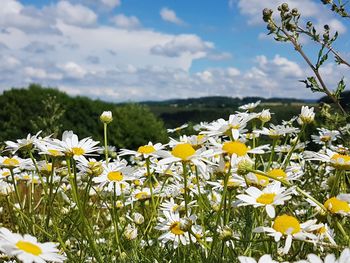 Close-up of yellow flowers blooming on field against sky