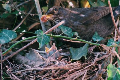 Close-up of bird perching on plant