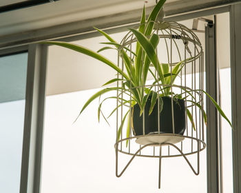 Close-up of potted plant against window