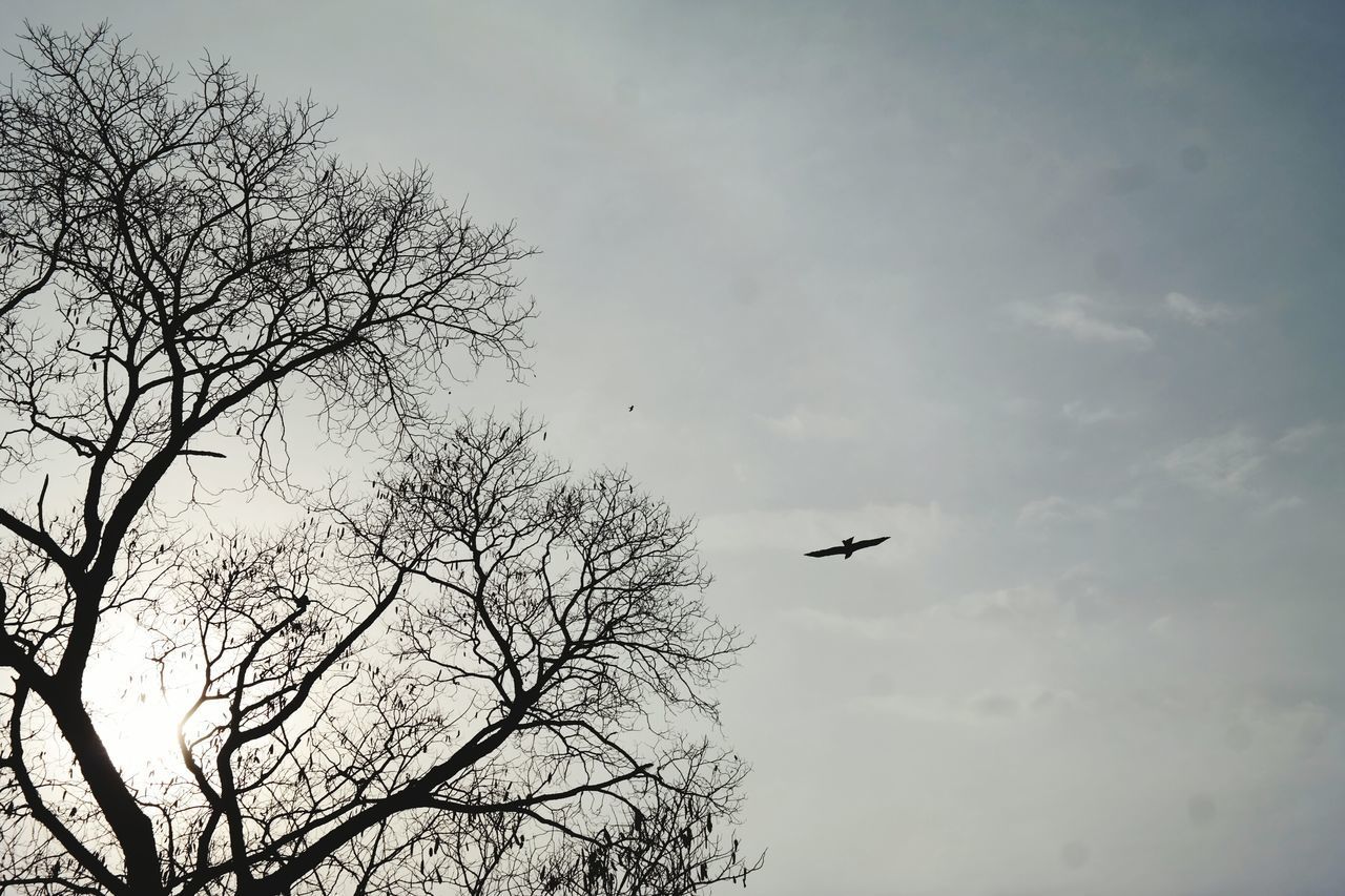 LOW ANGLE VIEW OF AIRPLANE FLYING IN SKY