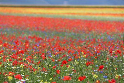 Close-up of red poppy flowers on field