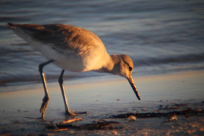 Close-up of bird on beach