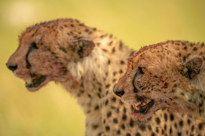 Close-up of cheetahs sitting side-by-side looking left