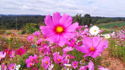 Close-up of cosmos flowers blooming on field