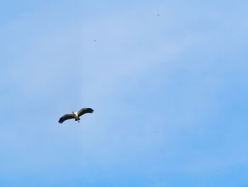 Low angle view of eagle flying against blue sky