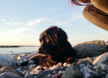 Close-up of dog on rock by sea against sky