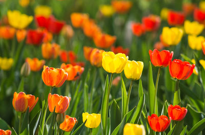 Close-up of yellow tulips in field