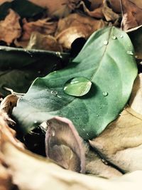 Close-up of leaves in water