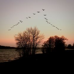 Bird flying over trees at sunset